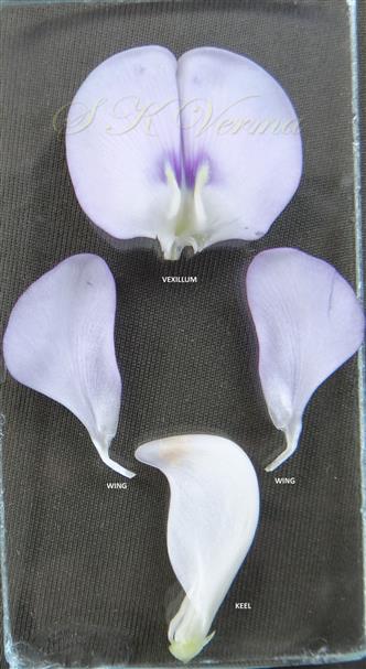  Floral parts